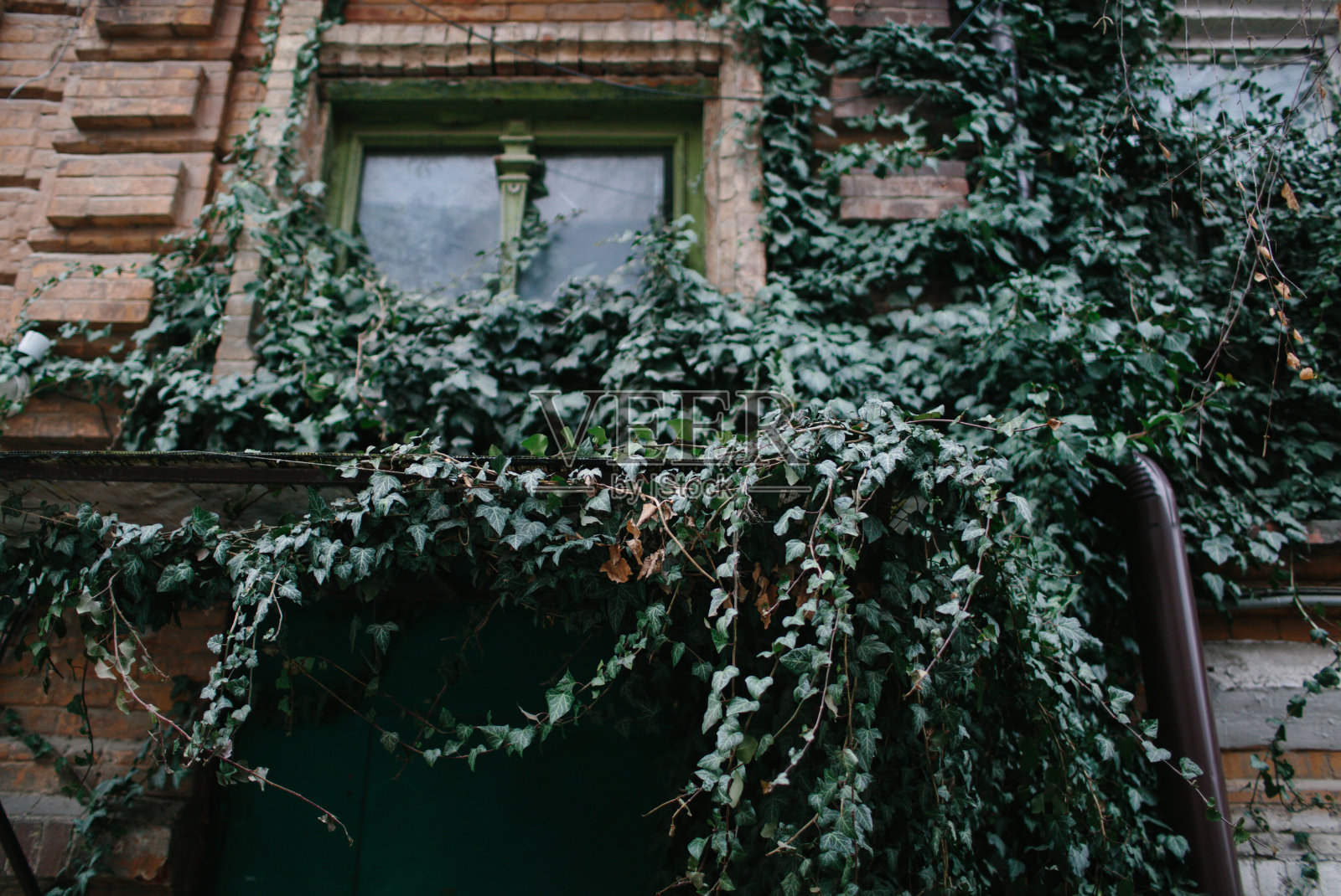 背景墙与绿色常青藤叶子照片摄影图片