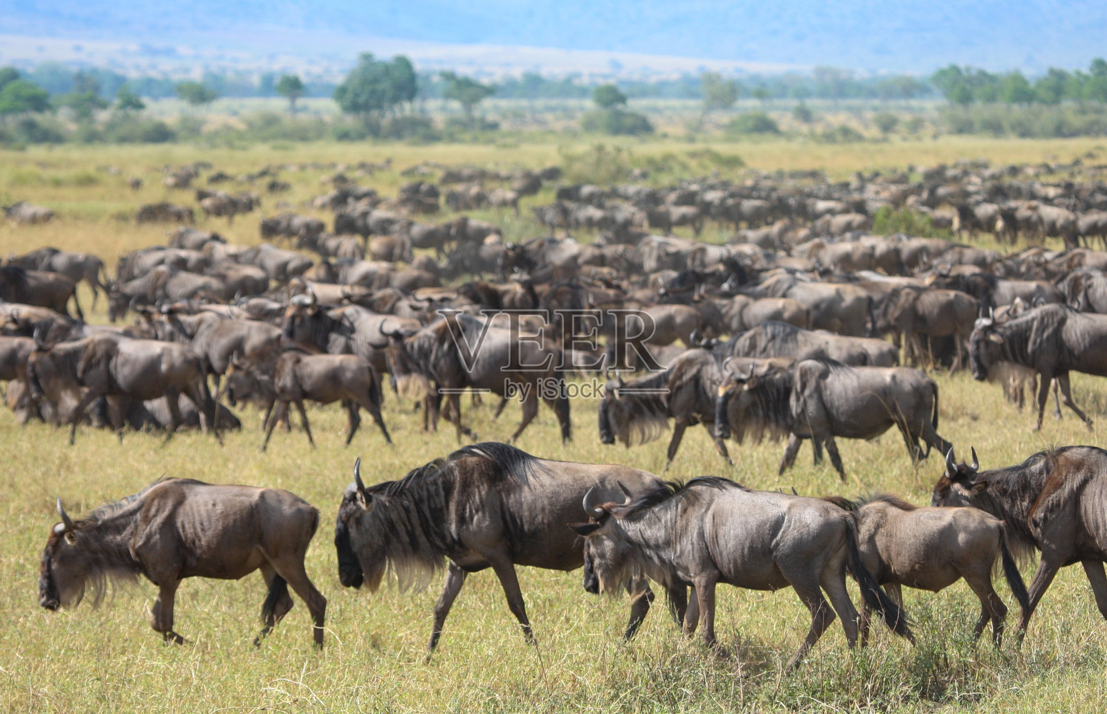 一年一度的大迁徙照片摄影图片