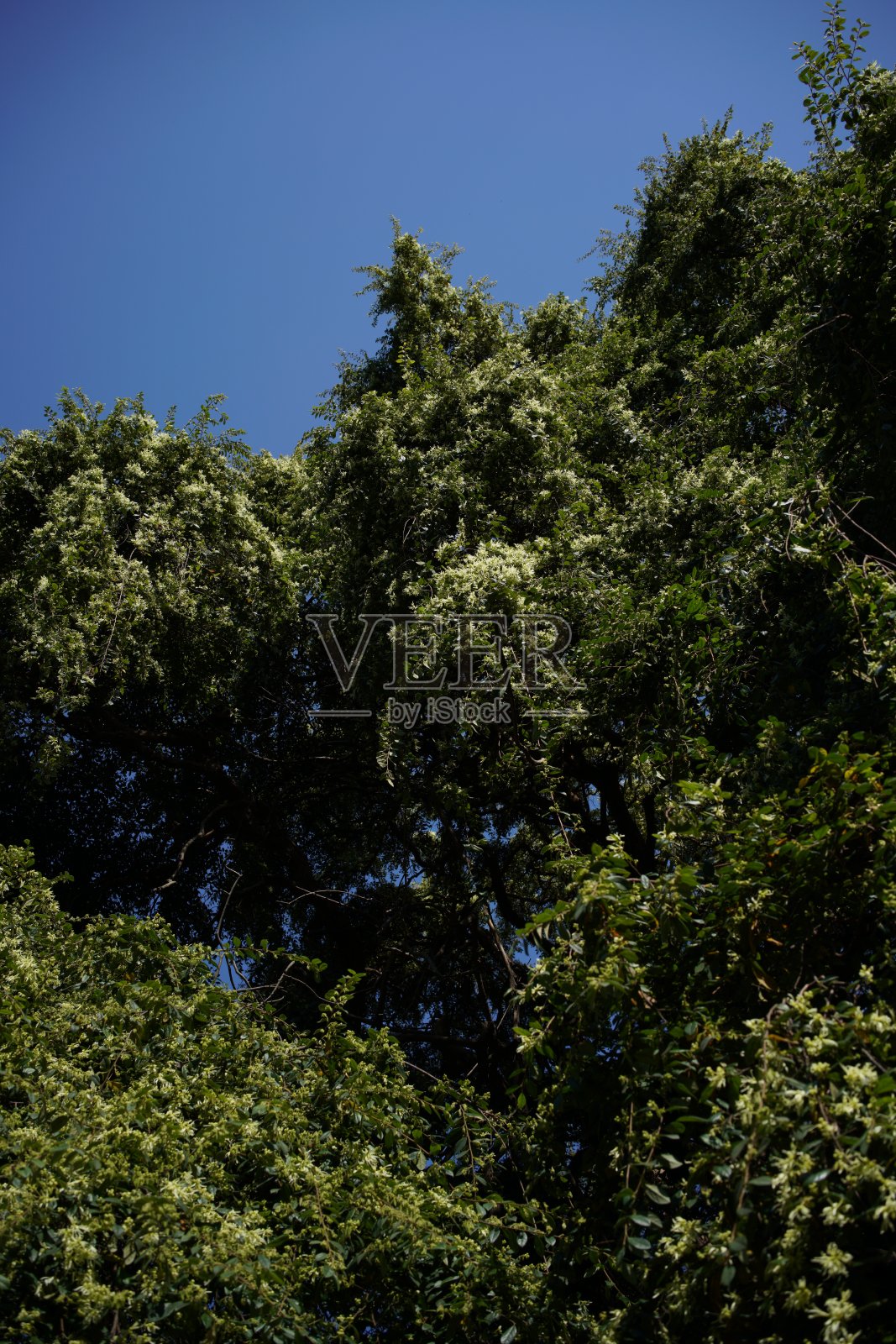 Loropetalum 'Tokiwamansaku'白色照片摄影图片