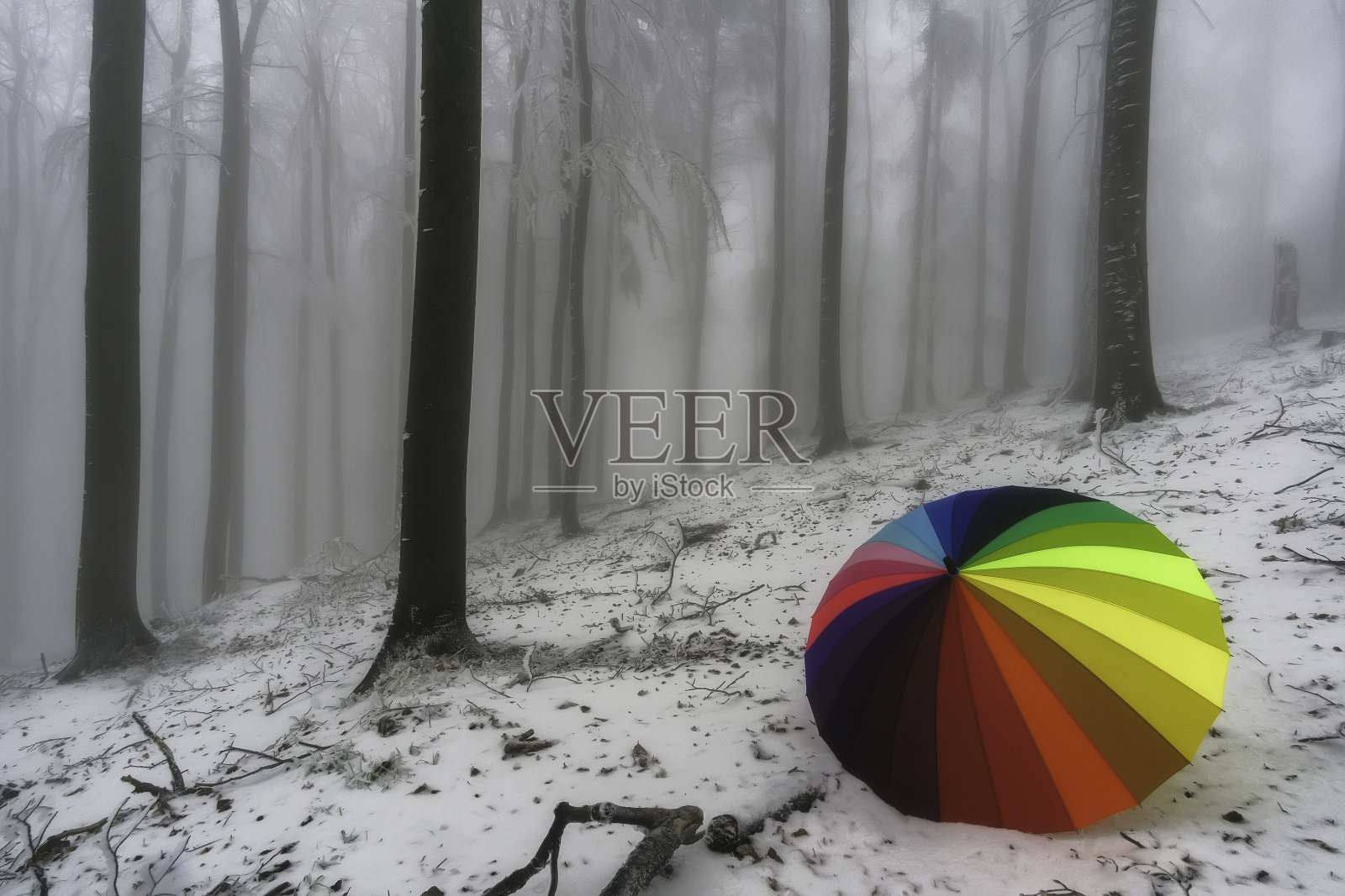 冬季观赏山毛榉森林用五颜六色的伞照片摄影图片