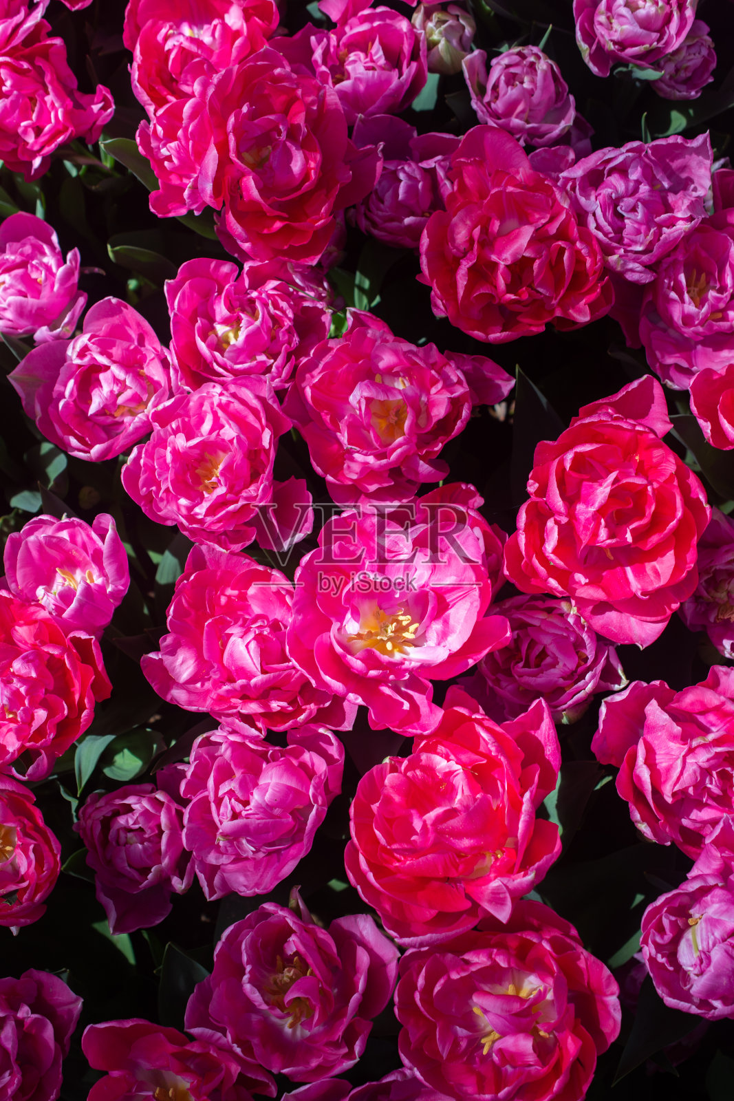 盛开的郁金香花在春天作为花的背景照片摄影图片