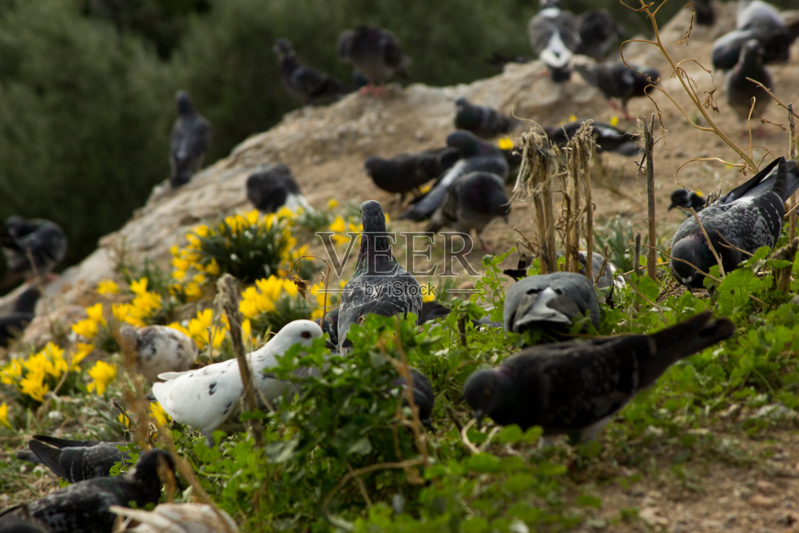 自然界中有许多鸽子照片摄影图片
