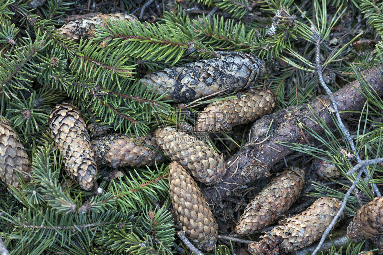 冷杉的树枝被砍倒在地上照片摄影图片