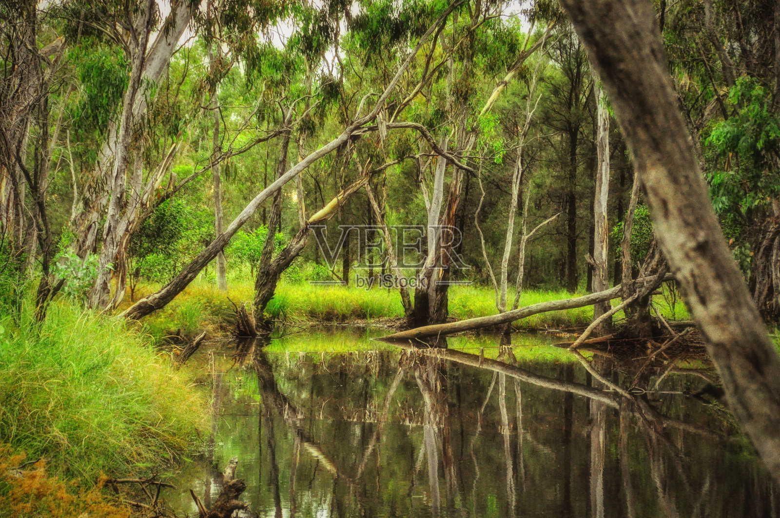 布什的池塘照片摄影图片