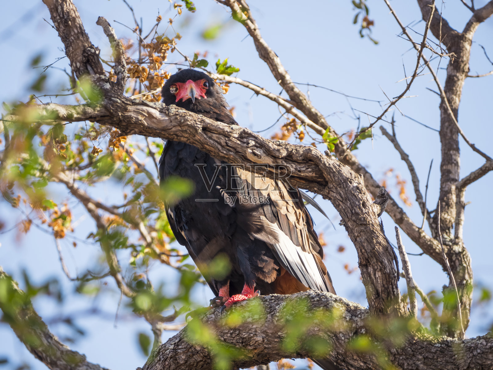 树上有一只鹰照片摄影图片