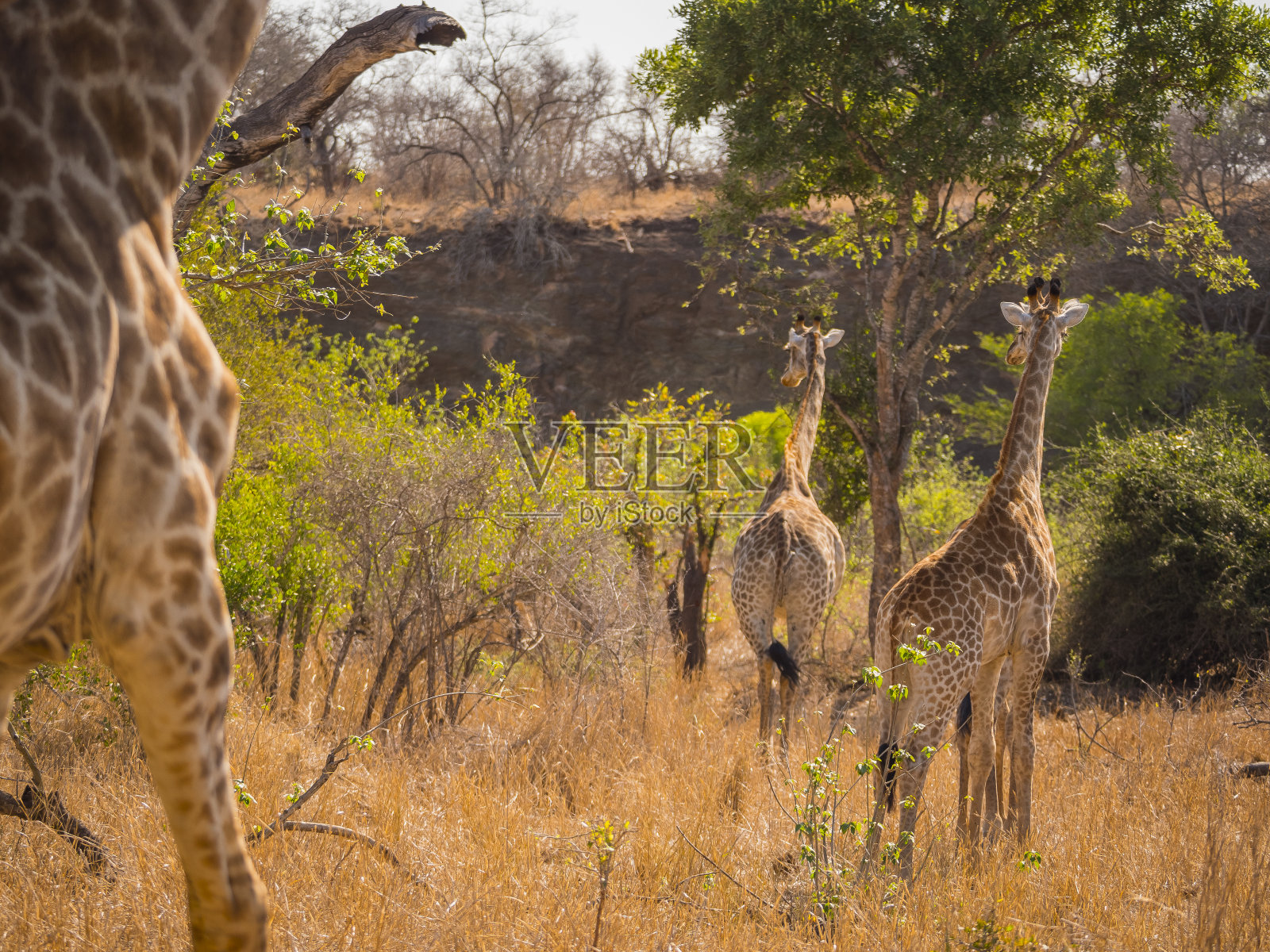 长颈鹿吃树叶照片摄影图片