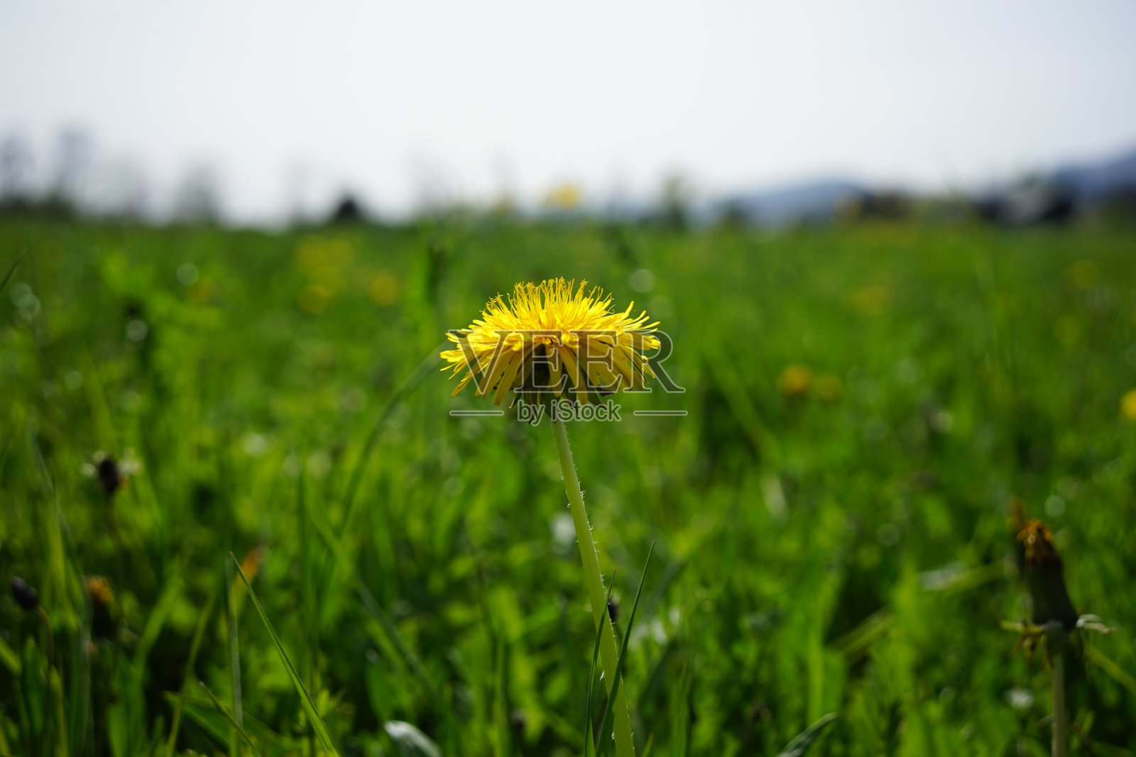 花捕捉阳光照片摄影图片