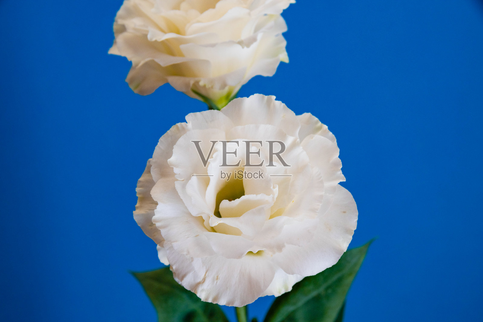 白色可爱的花在蓝色的背景口水仙照片摄影图片