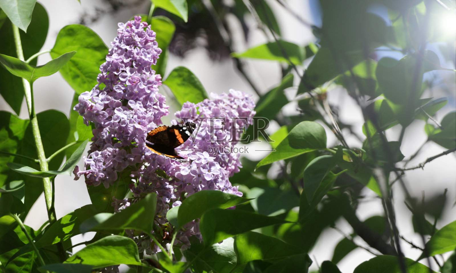 淡紫色。淡紫色或针管花与蝴蝶。春天的壁纸照片摄影图片