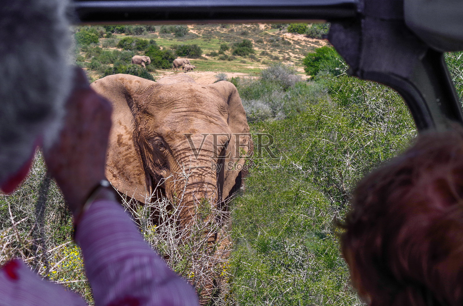 游客看大象照片摄影图片