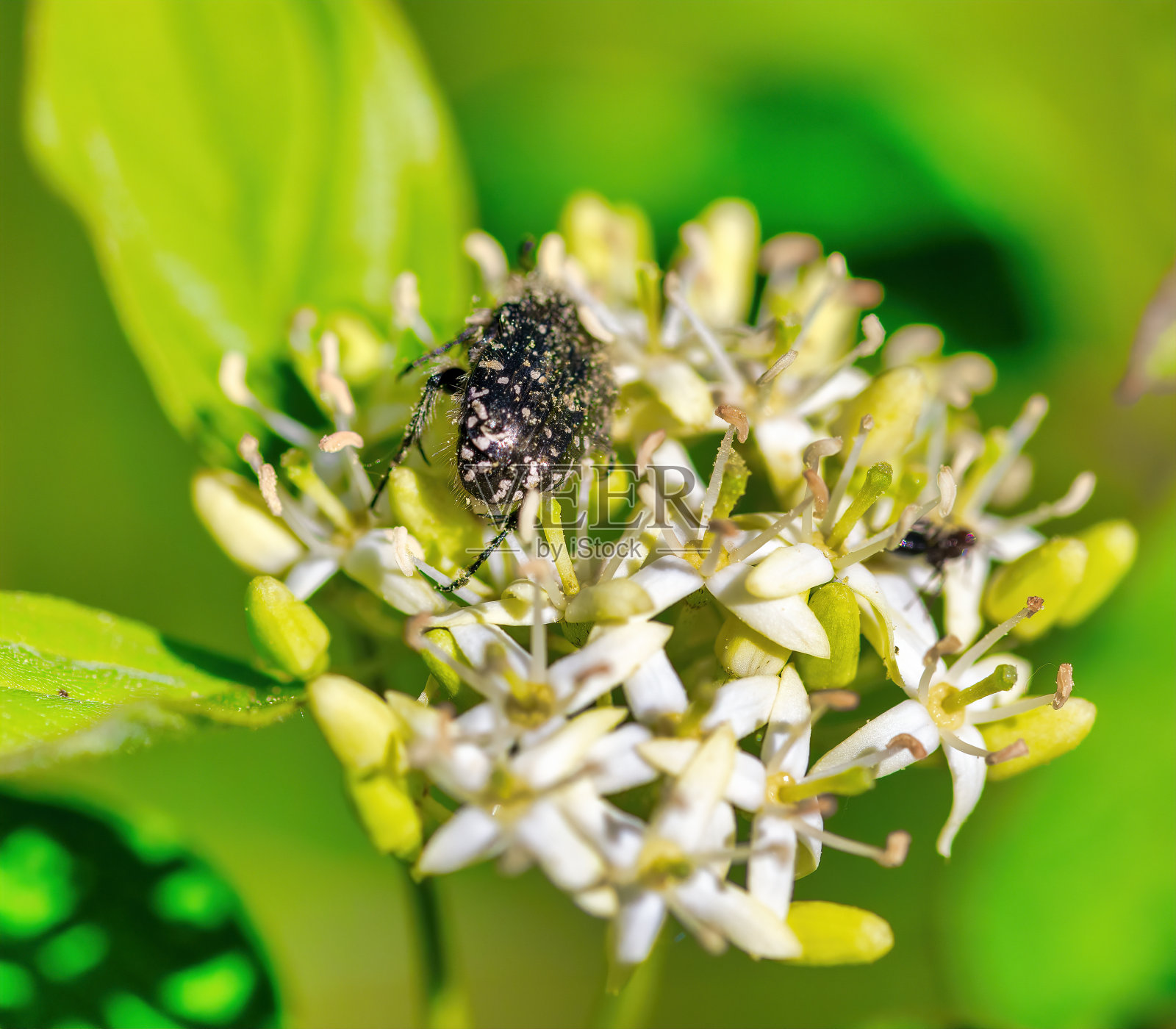 草地上的真菌氧化胸甲照片摄影图片