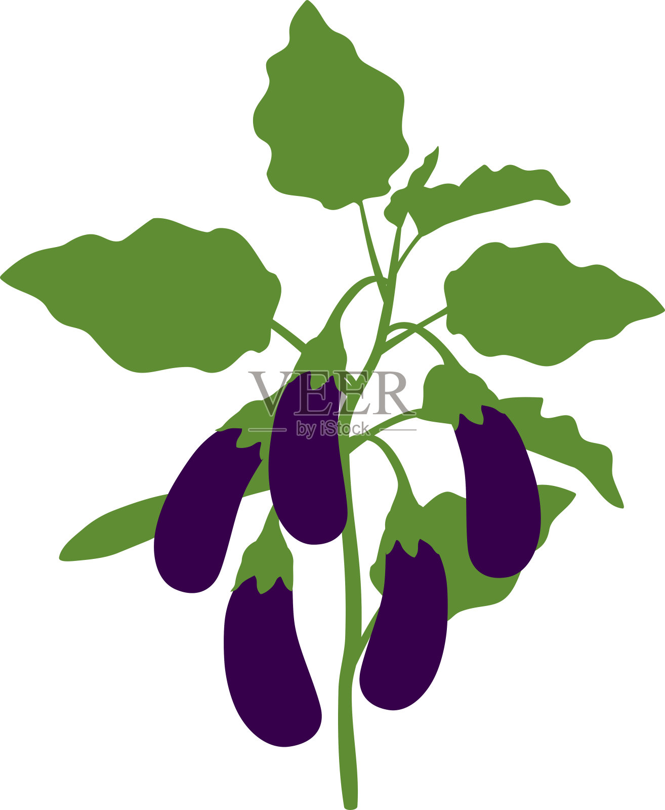 长着绿叶和成熟果实的茄子插画图片素材