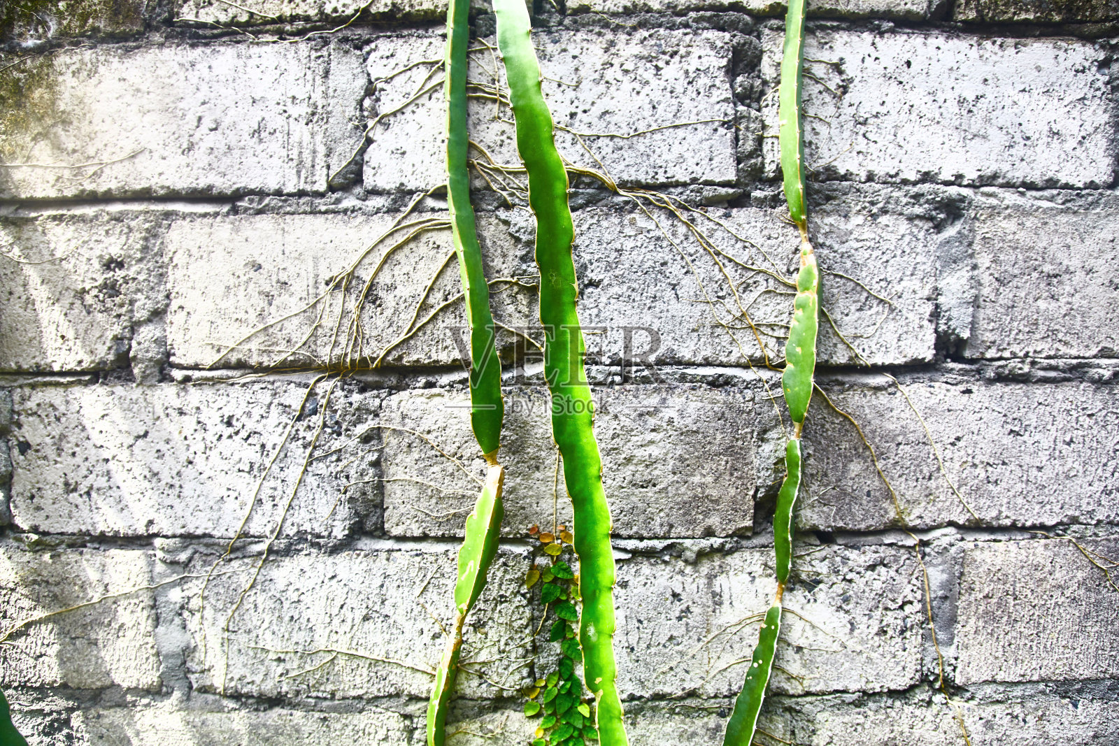 绿色的植物靠着一堵灰色的砖墙照片摄影图片