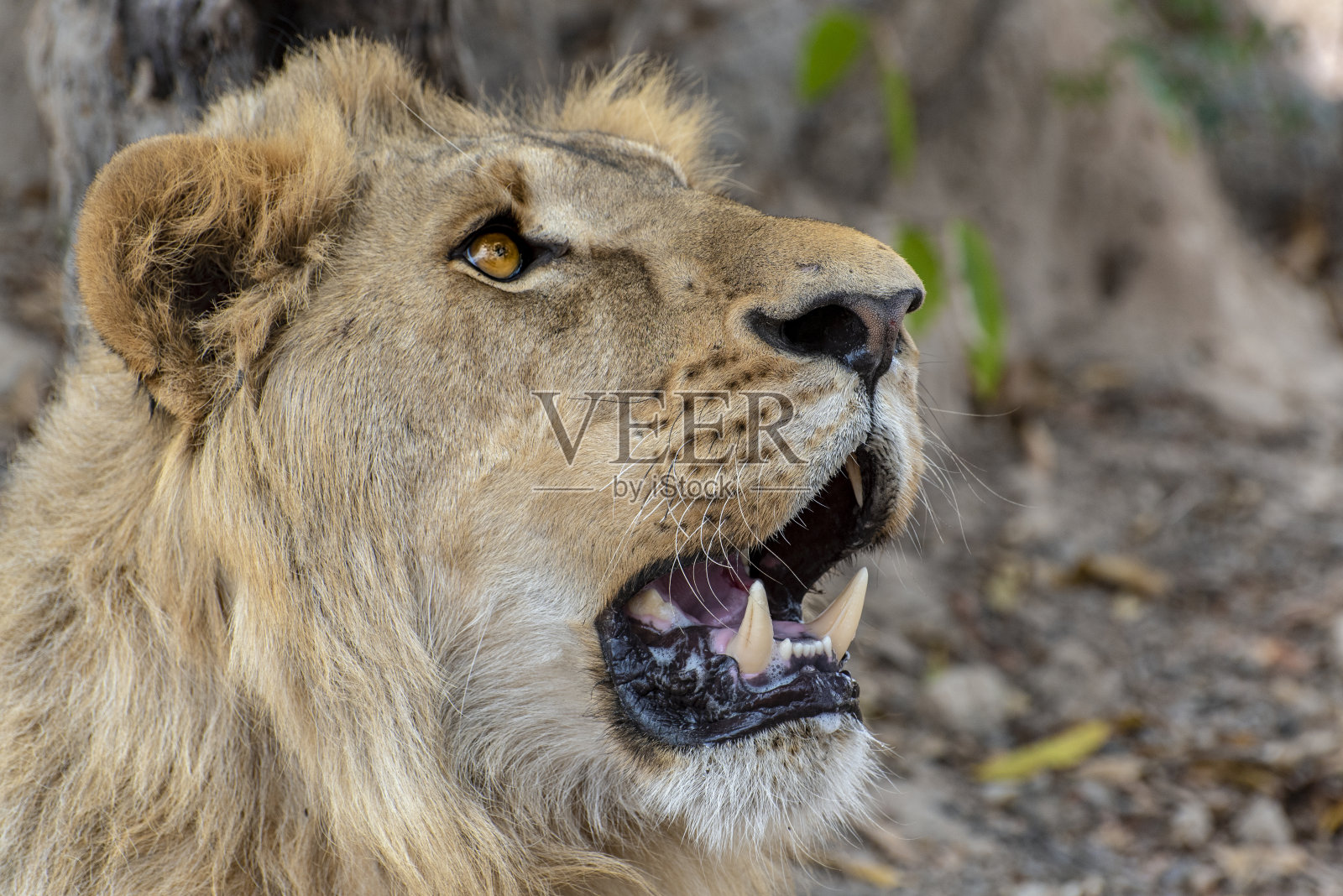 自然界中的斑点鬣狗,特写。西非照片摄影图片