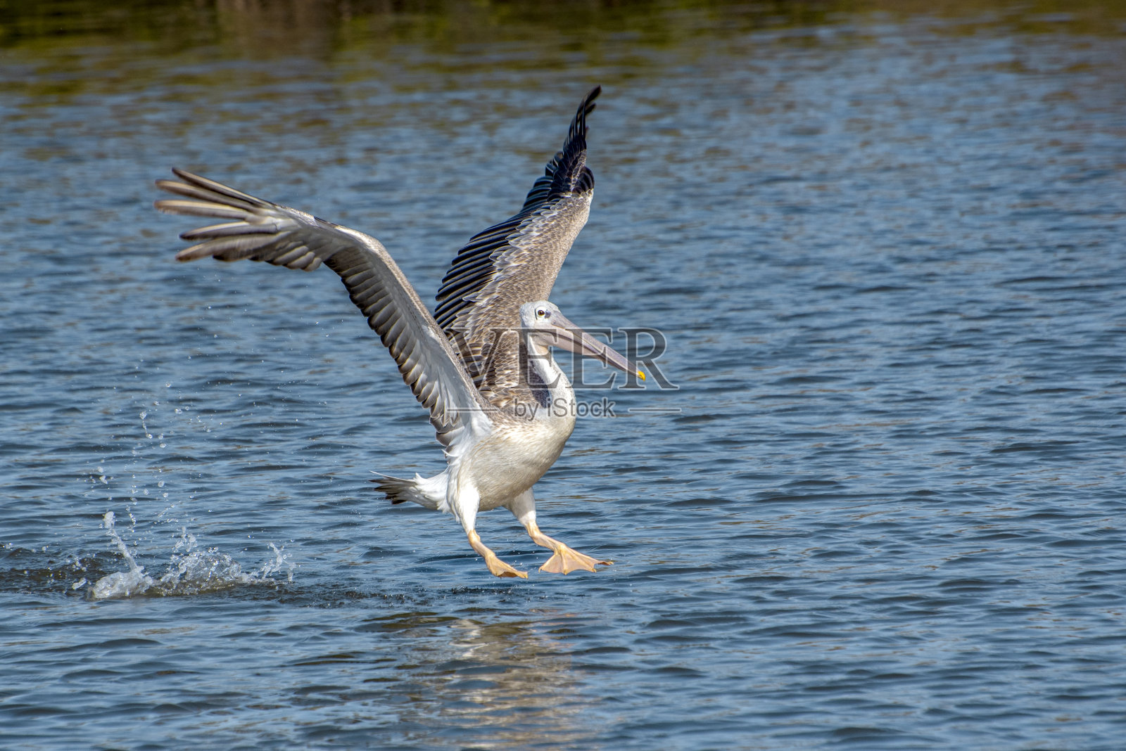 自然界中的斑点鬣狗,特写。西非照片摄影图片