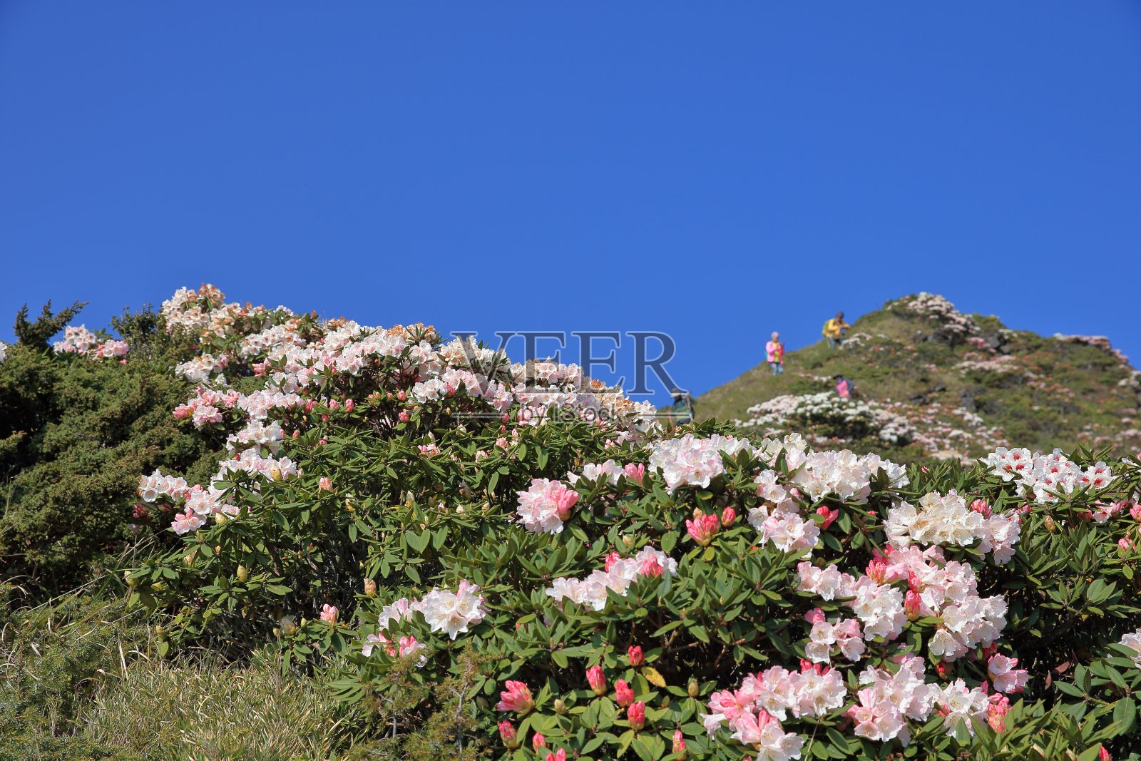杜鹃花,华山照片摄影图片
