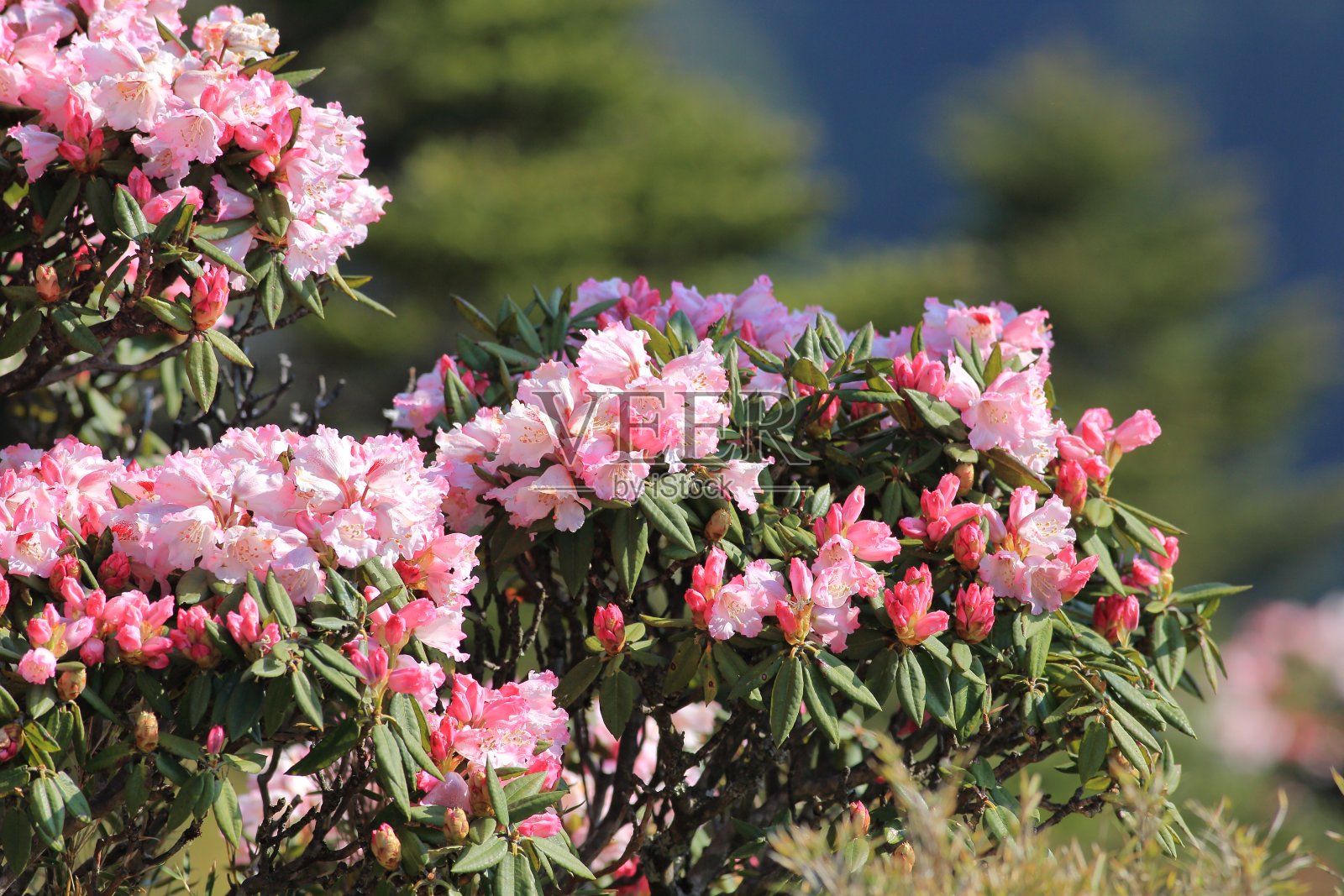 杜鹃花,华山照片摄影图片
