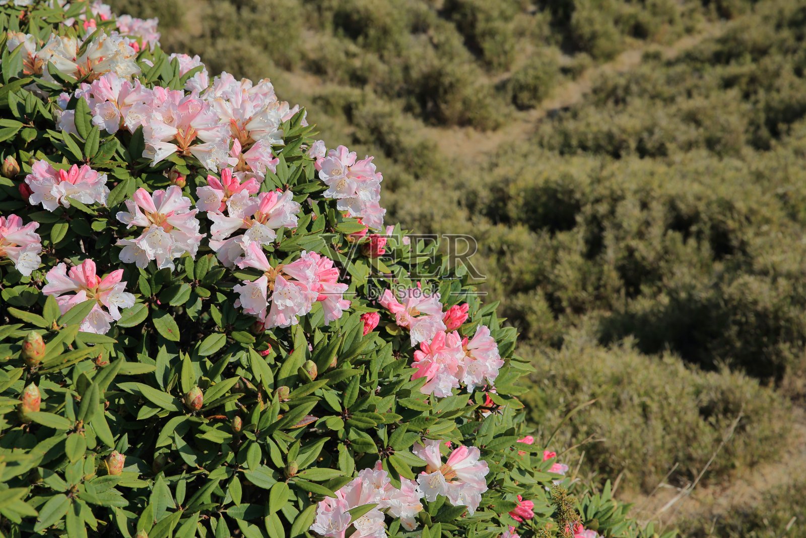 杜鹃花,华山照片摄影图片