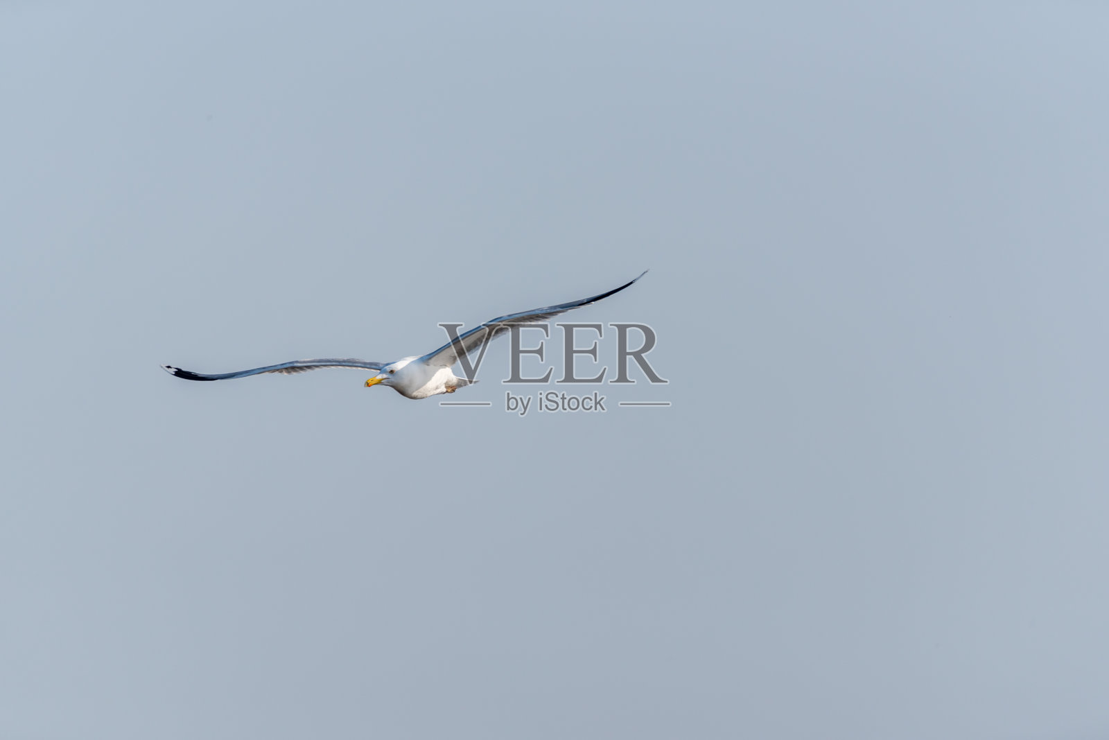 半云蓝天,海鸥飞越草原照片摄影图片