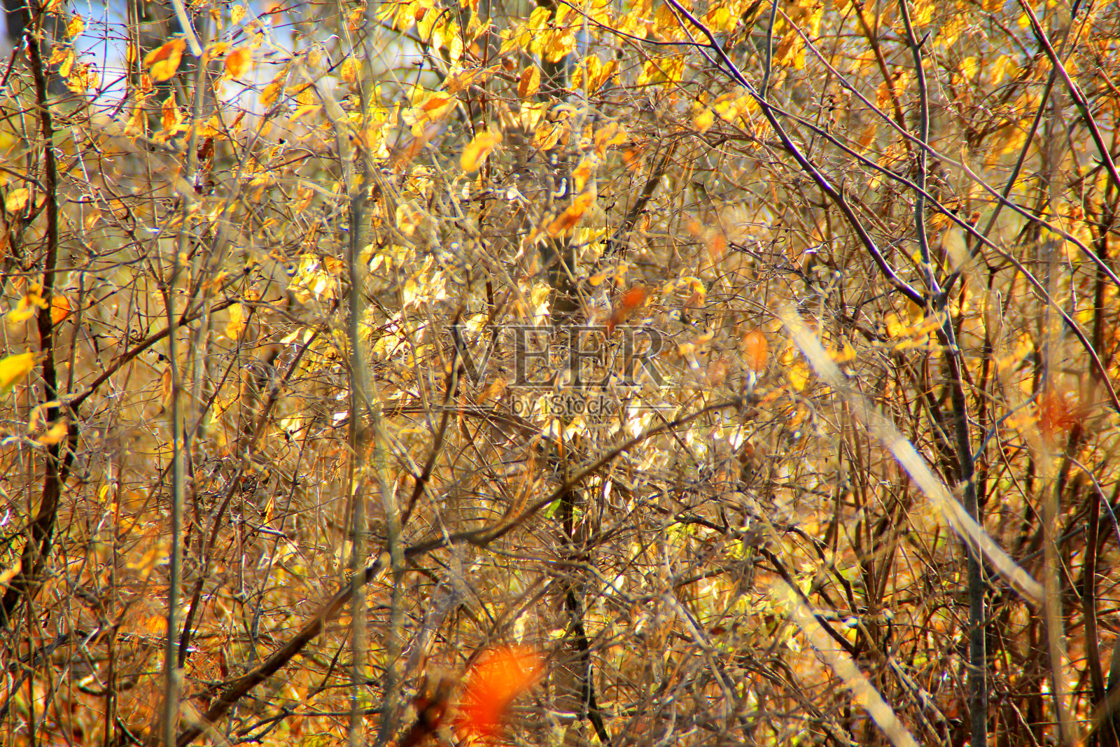 灌木丛-树干和树枝与明亮的金色树叶在秋天的时候,在公园的落叶树照片摄影图片
