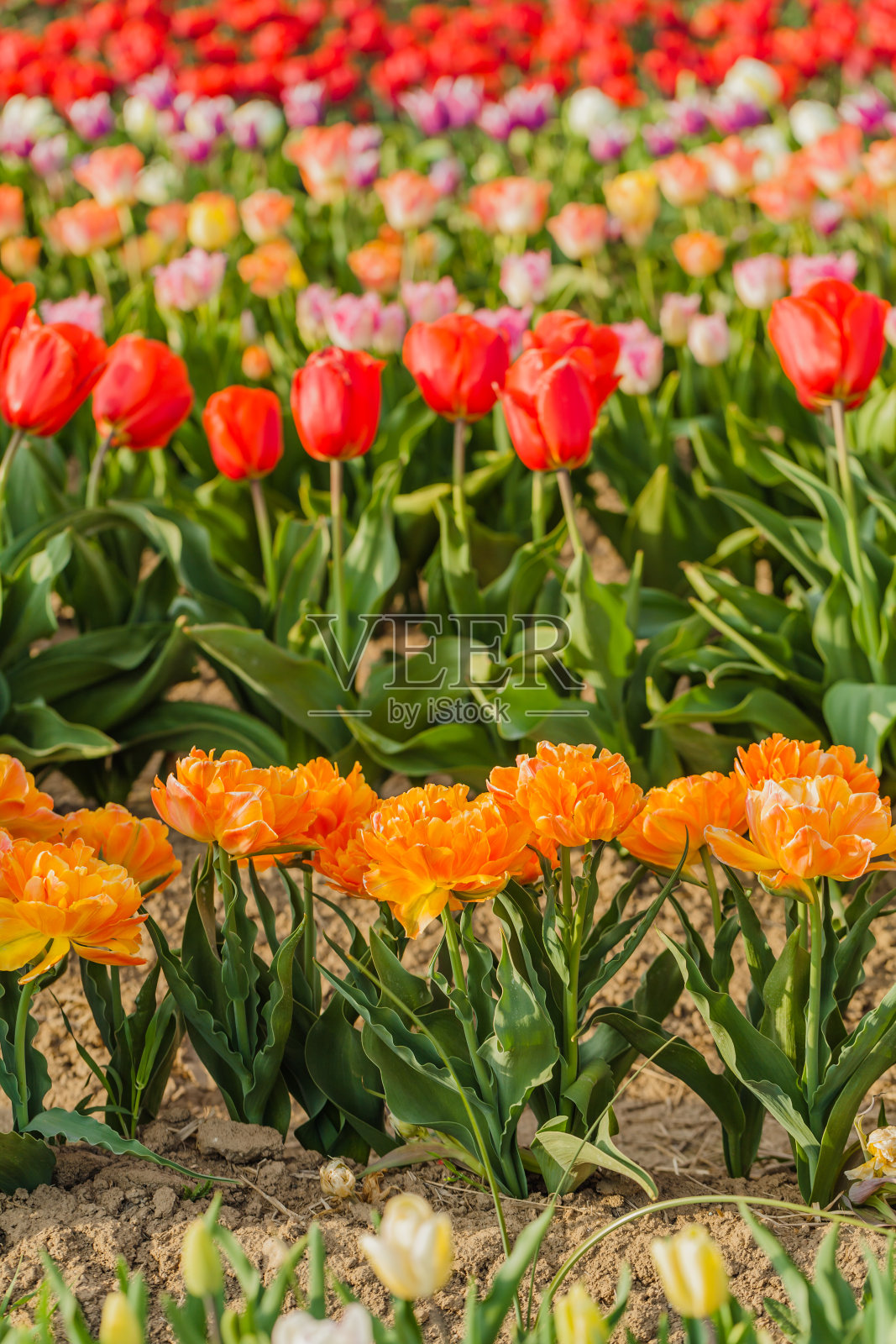荷兰的郁金香大田农业照片摄影图片