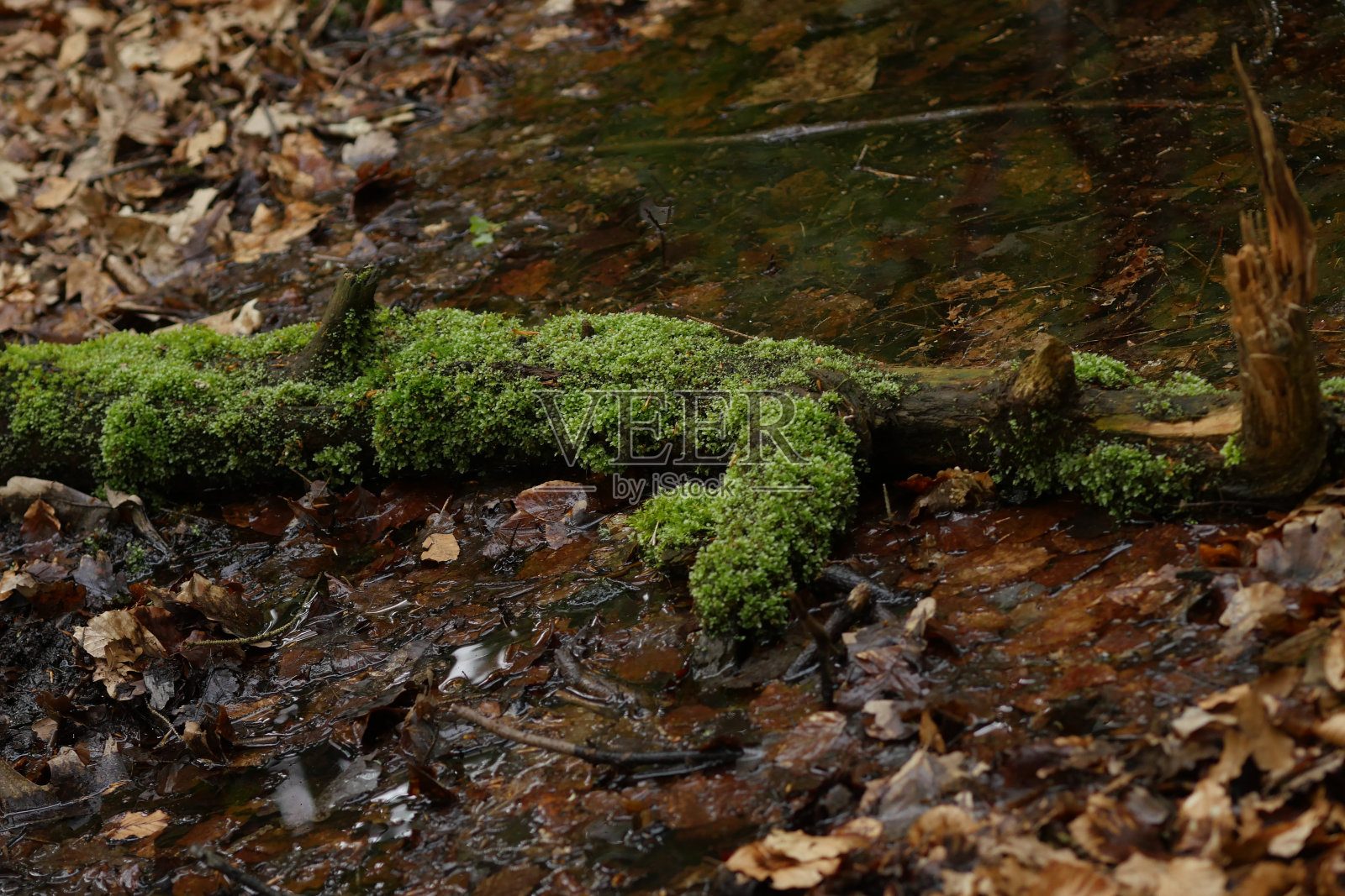 德国条顿堡森林Hermansweg的Donoperteich照片摄影图片