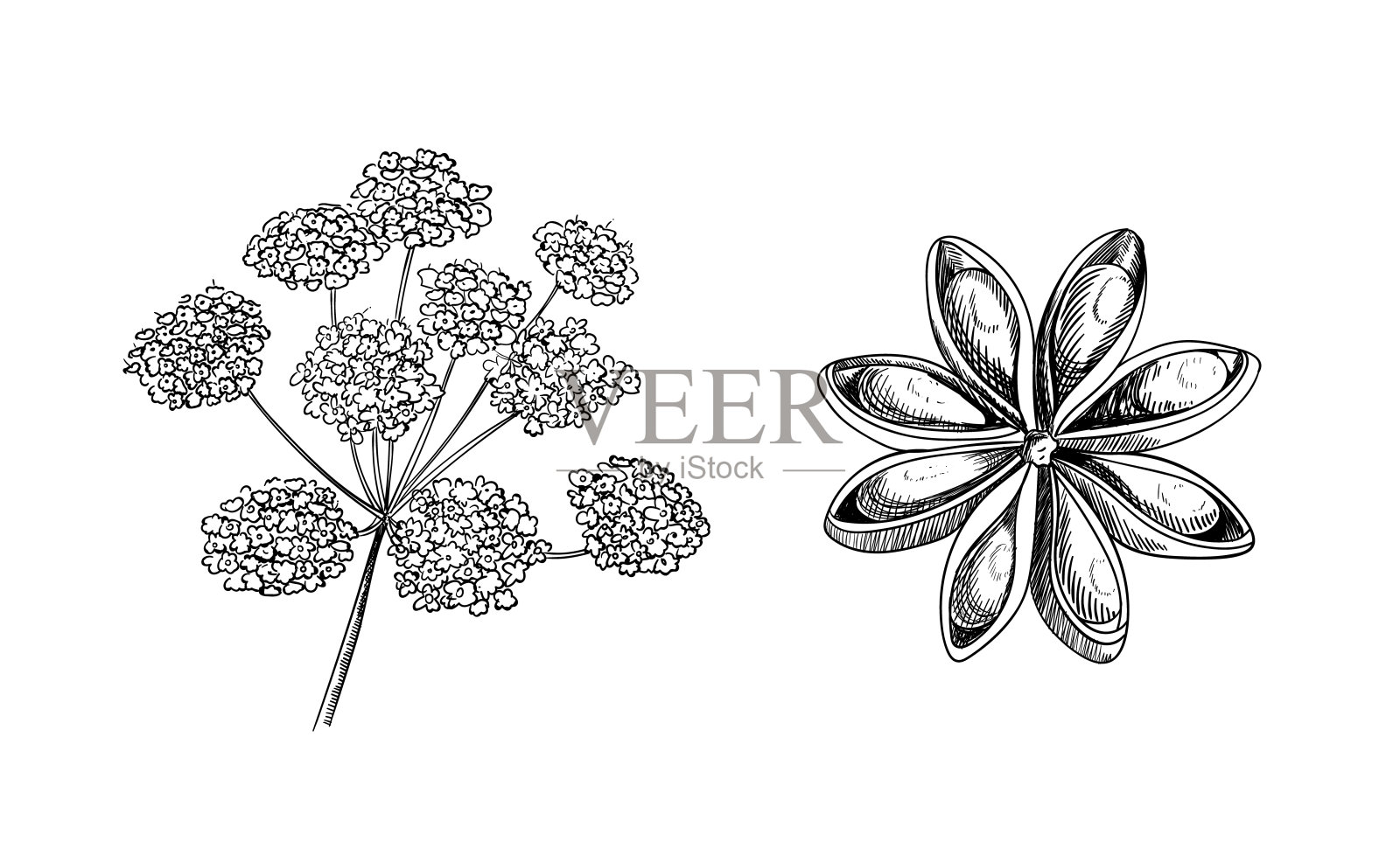 矢量八角植物和星草图,手绘插图孤立。插画图片素材