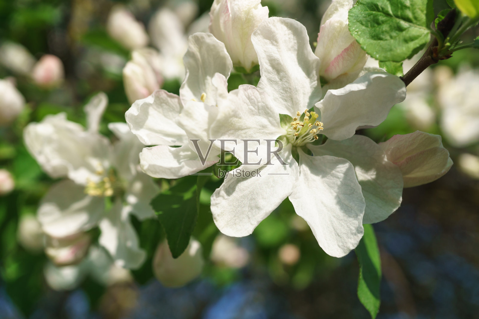 苹果树花在阳光灿烂的花园里盛开照片摄影图片