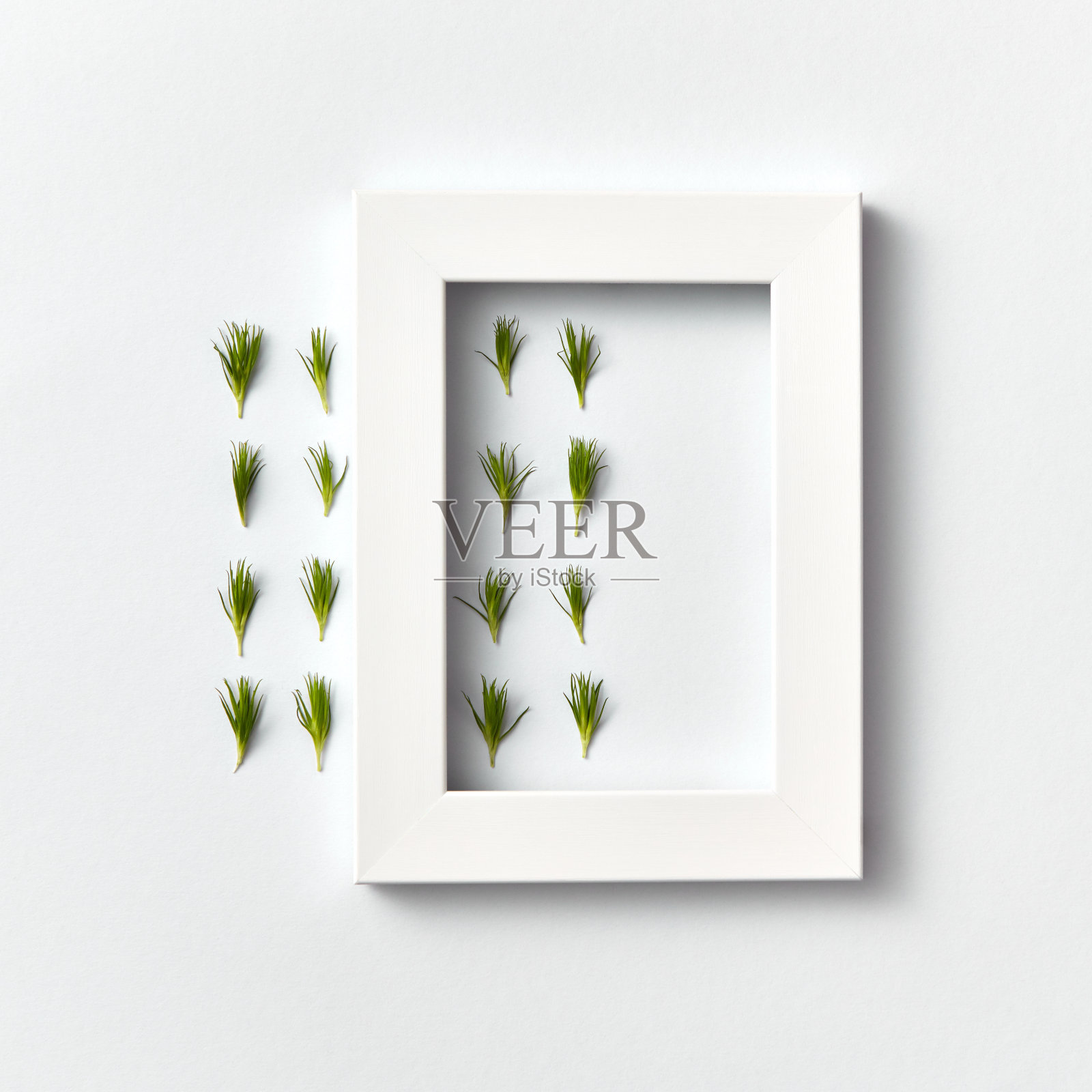 清新的针叶和白色的框架在一个明亮的背景上。照片摄影图片