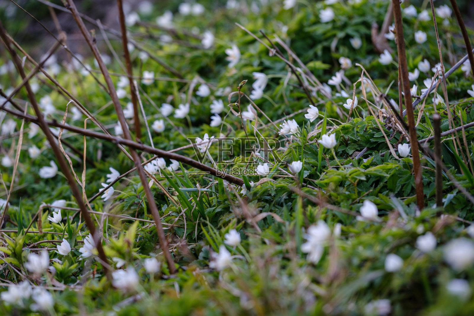 在森林里春天绿色的草地上,大片的雪花莲花照片摄影图片