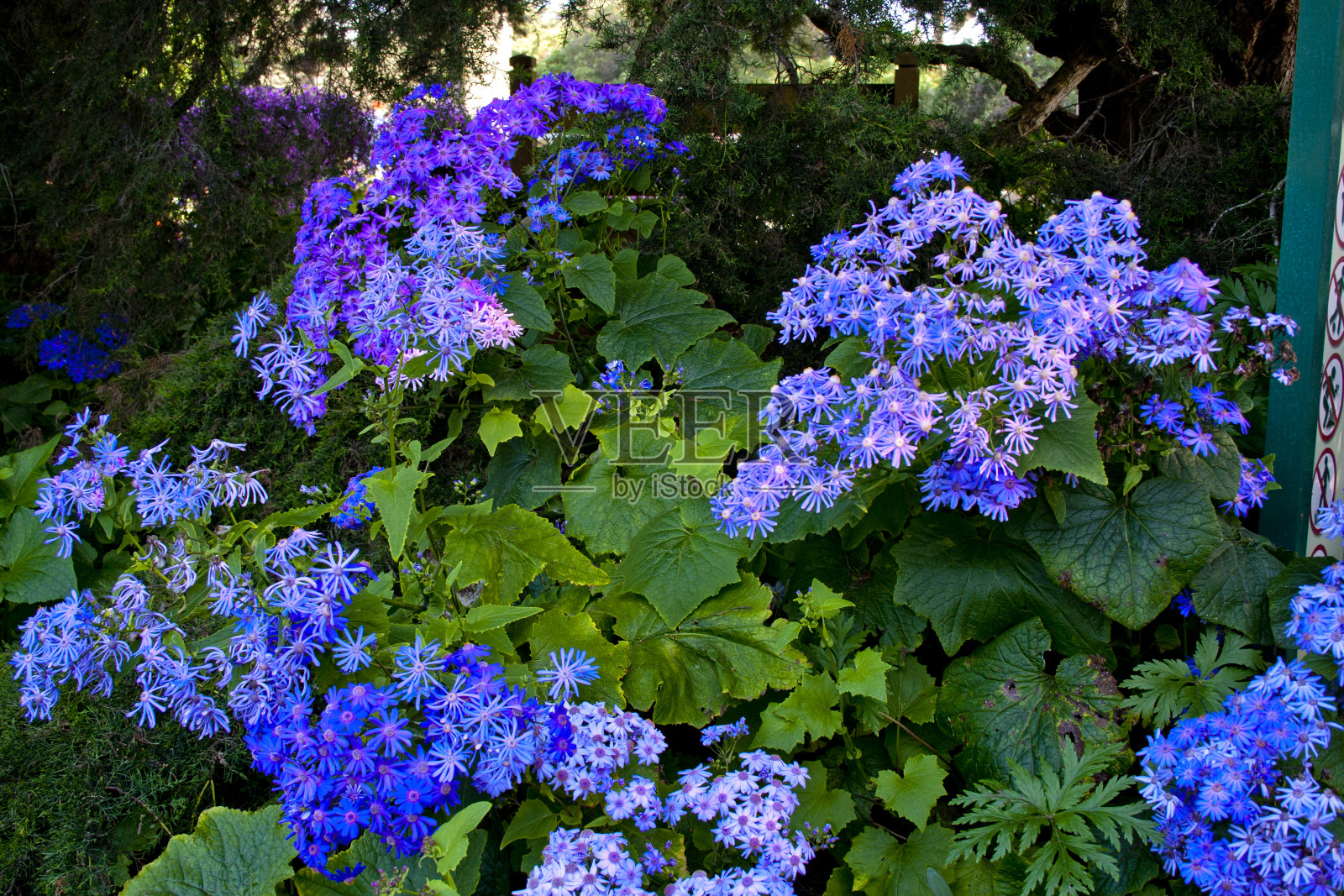 金门公园里美丽的粉红色/紫色花朵照片摄影图片