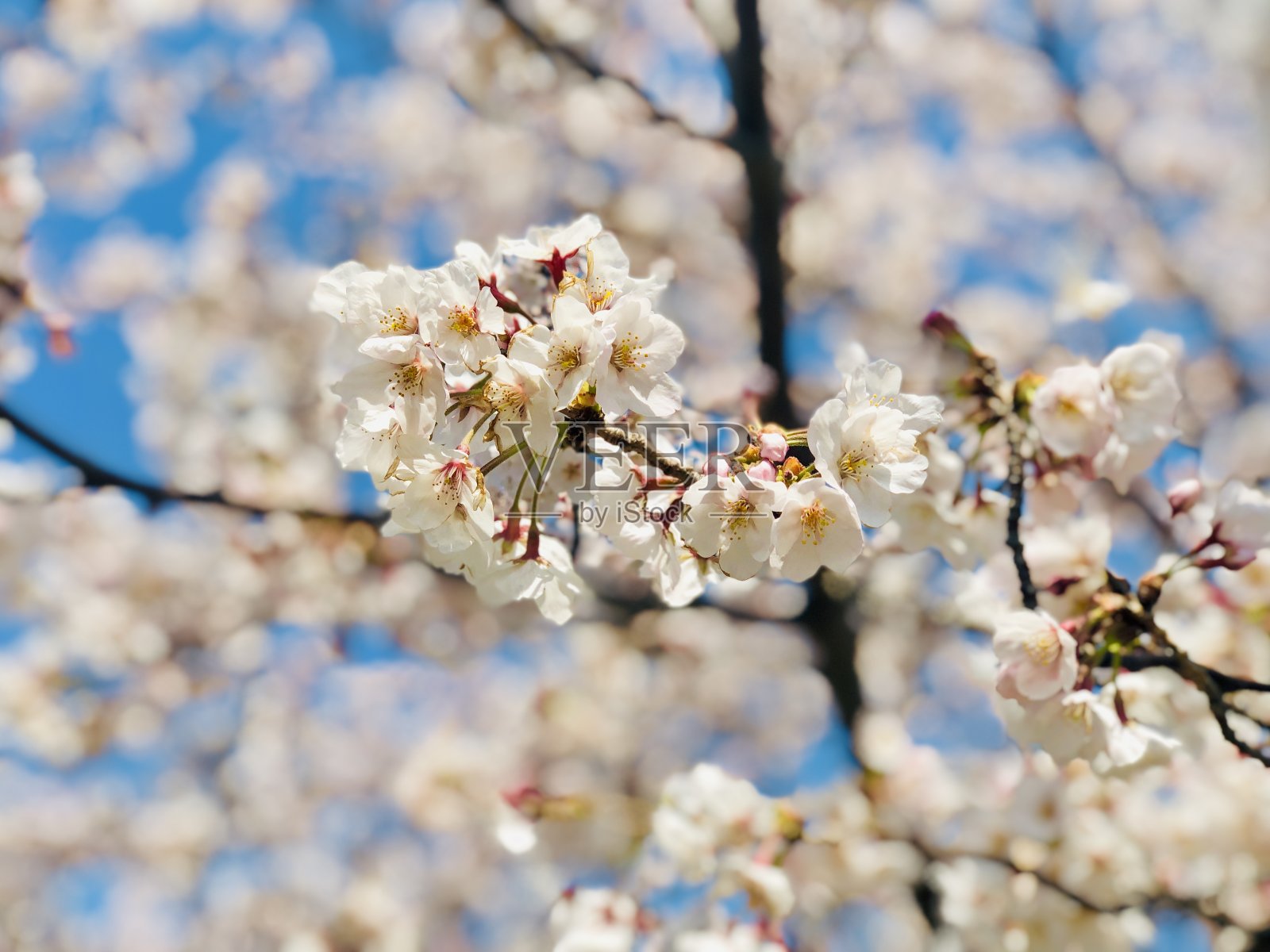 花,樱花照片摄影图片