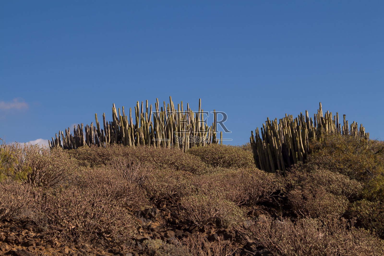西班牙特内里费的一般植物照片摄影图片