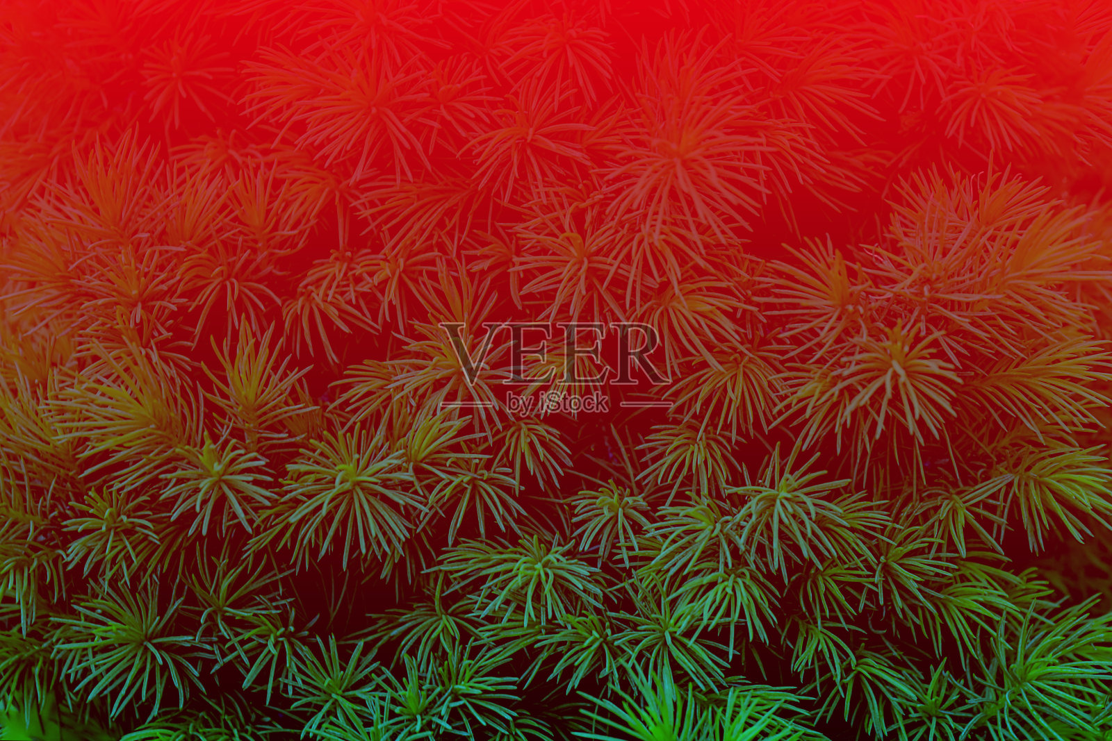 散焦的圣诞树或冷杉树枝,蓬松的树枝,布局,纹理。新的一年,圣诞节的概念。圣诞节或新年贺卡的背景。顶视图、健美的。照片摄影图片