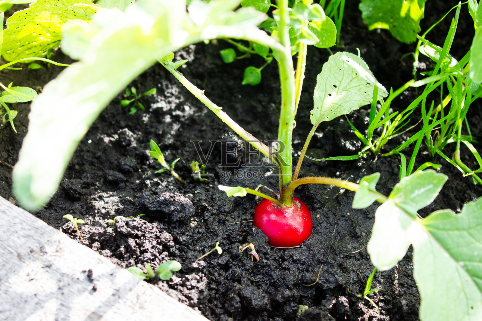在春天的花园里,萝卜长出了地面。健康食品和素食主义,园艺照片摄影图片