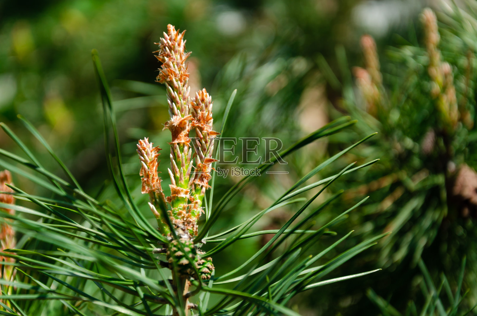 松树开花,松果小照片摄影图片