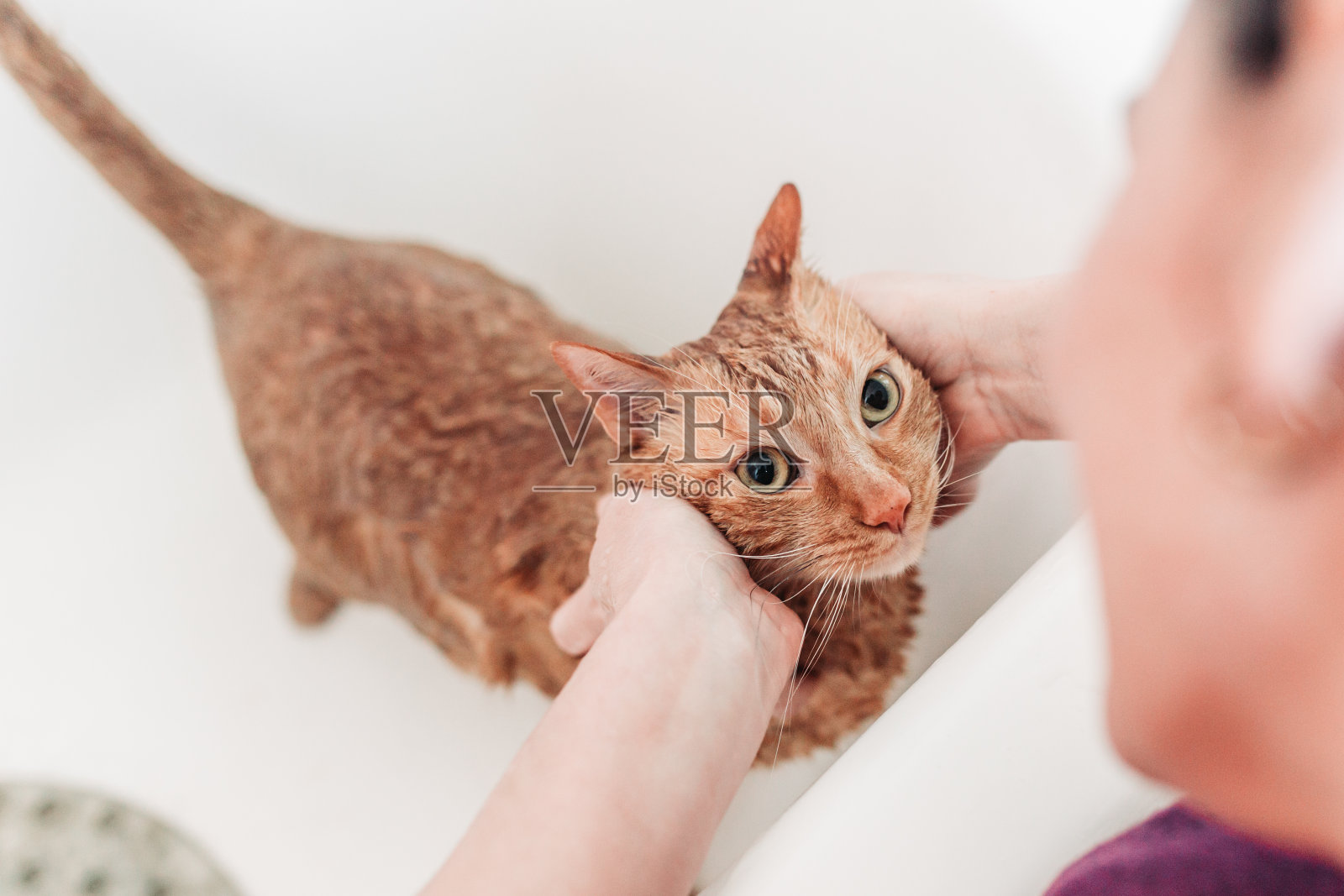 家猫黄浴照片摄影图片