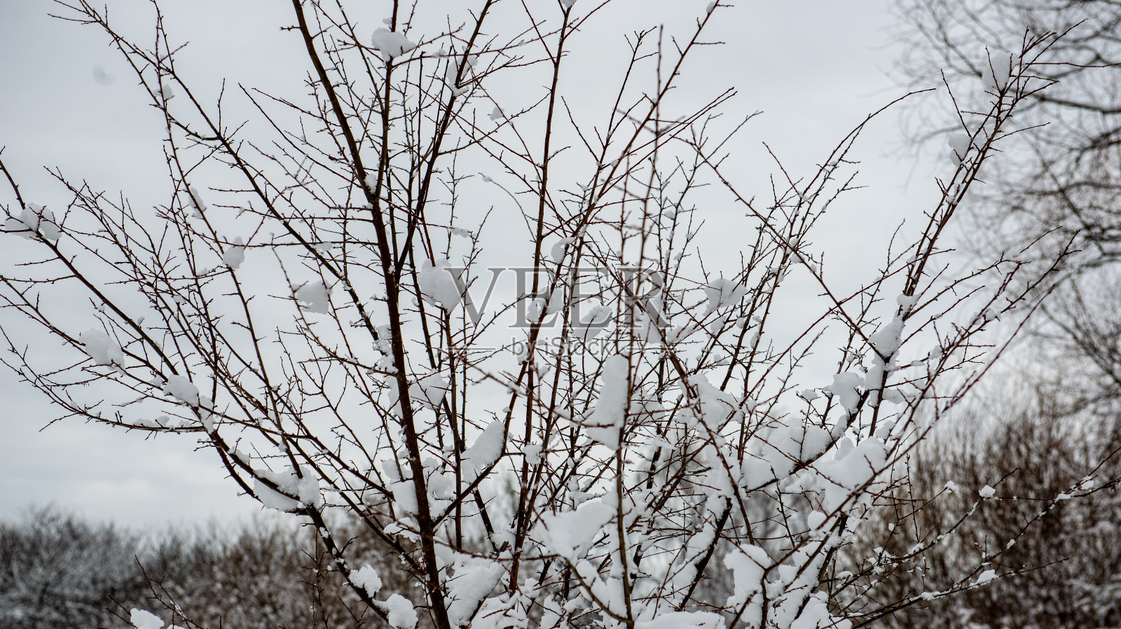 在有雾的日子里,公园里裸露的树干照片摄影图片