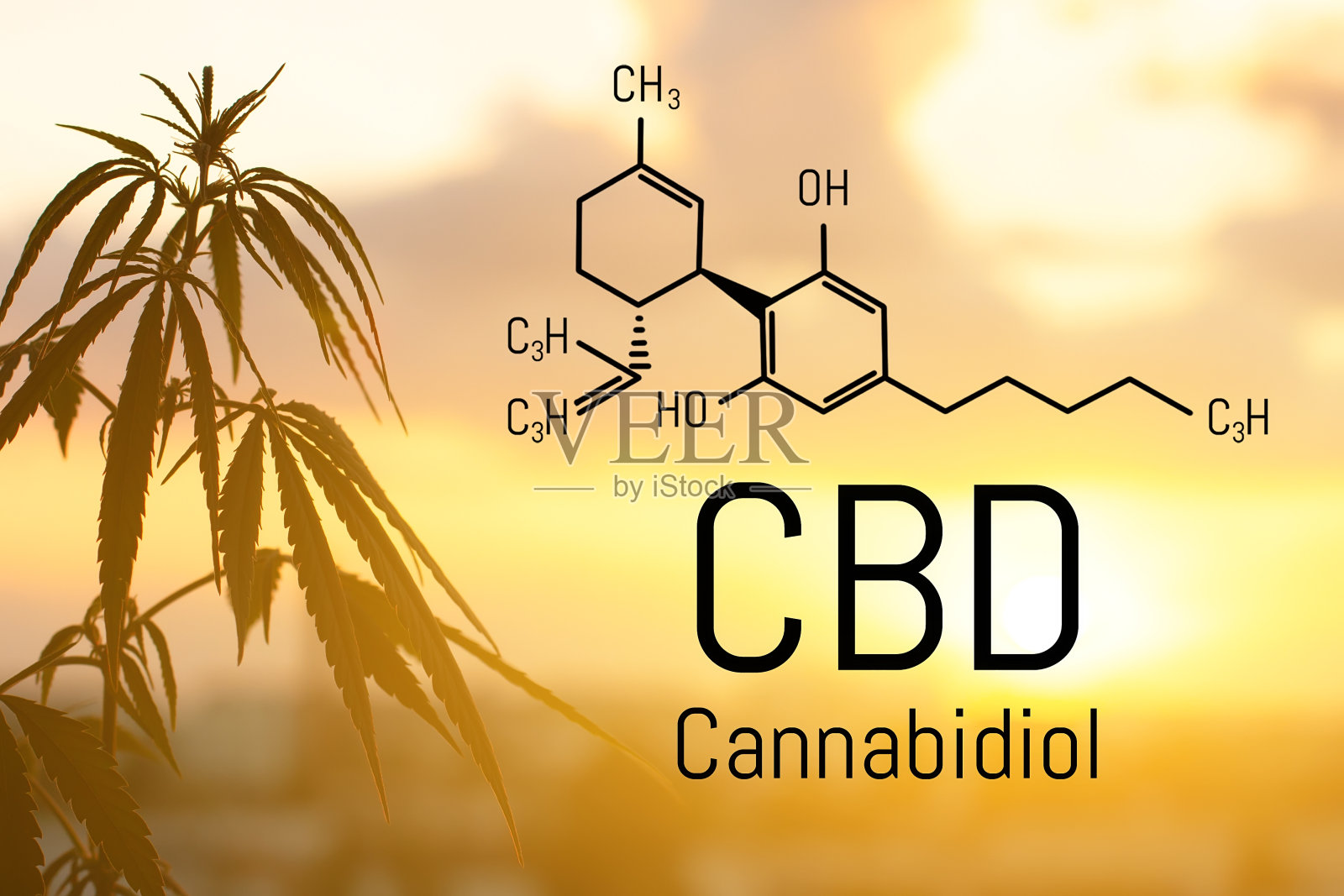 大麻精中含有CBD。大麻二酚公式。使用的形式有凝胶、油脂、提取物、添加剂等照片摄影图片