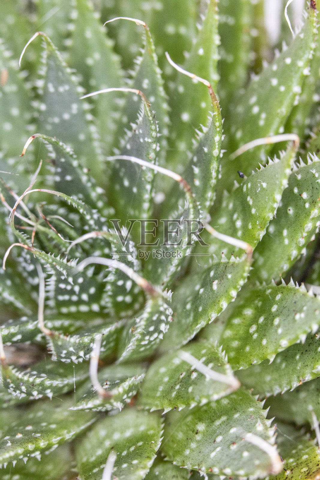 仙人掌肉质植物特写照片摄影图片