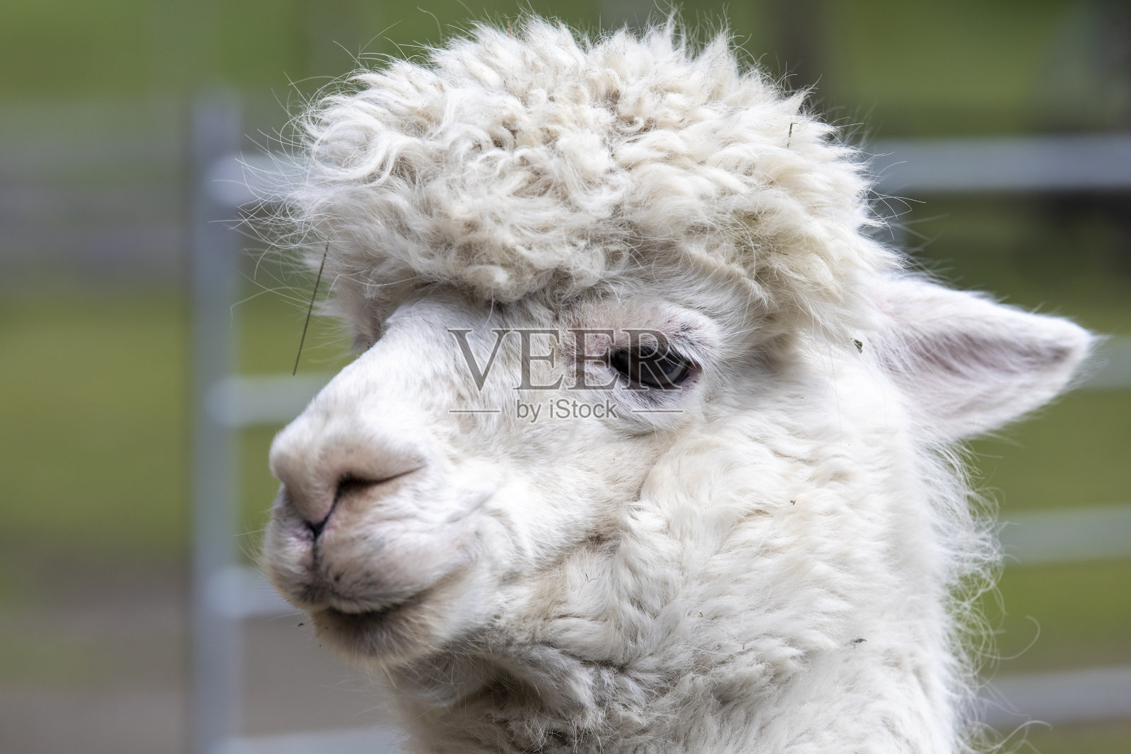 羊驼照片摄影图片