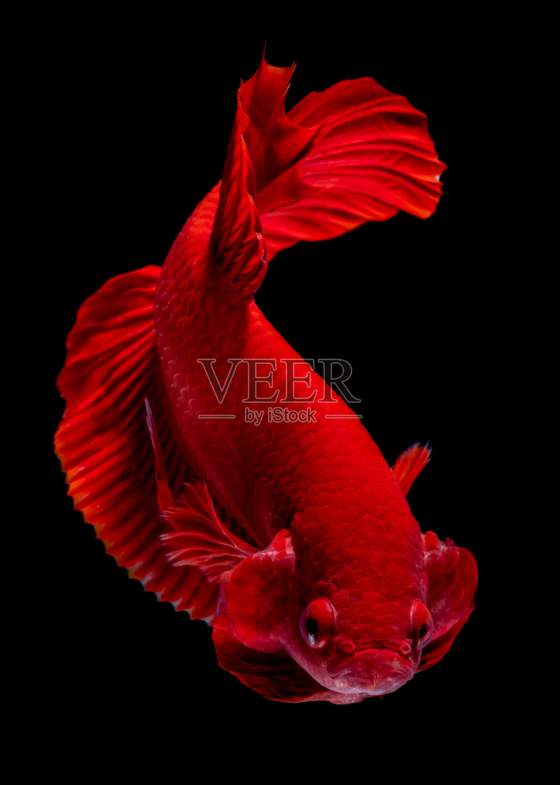 鱼缸里的斗鱼照片摄影图片