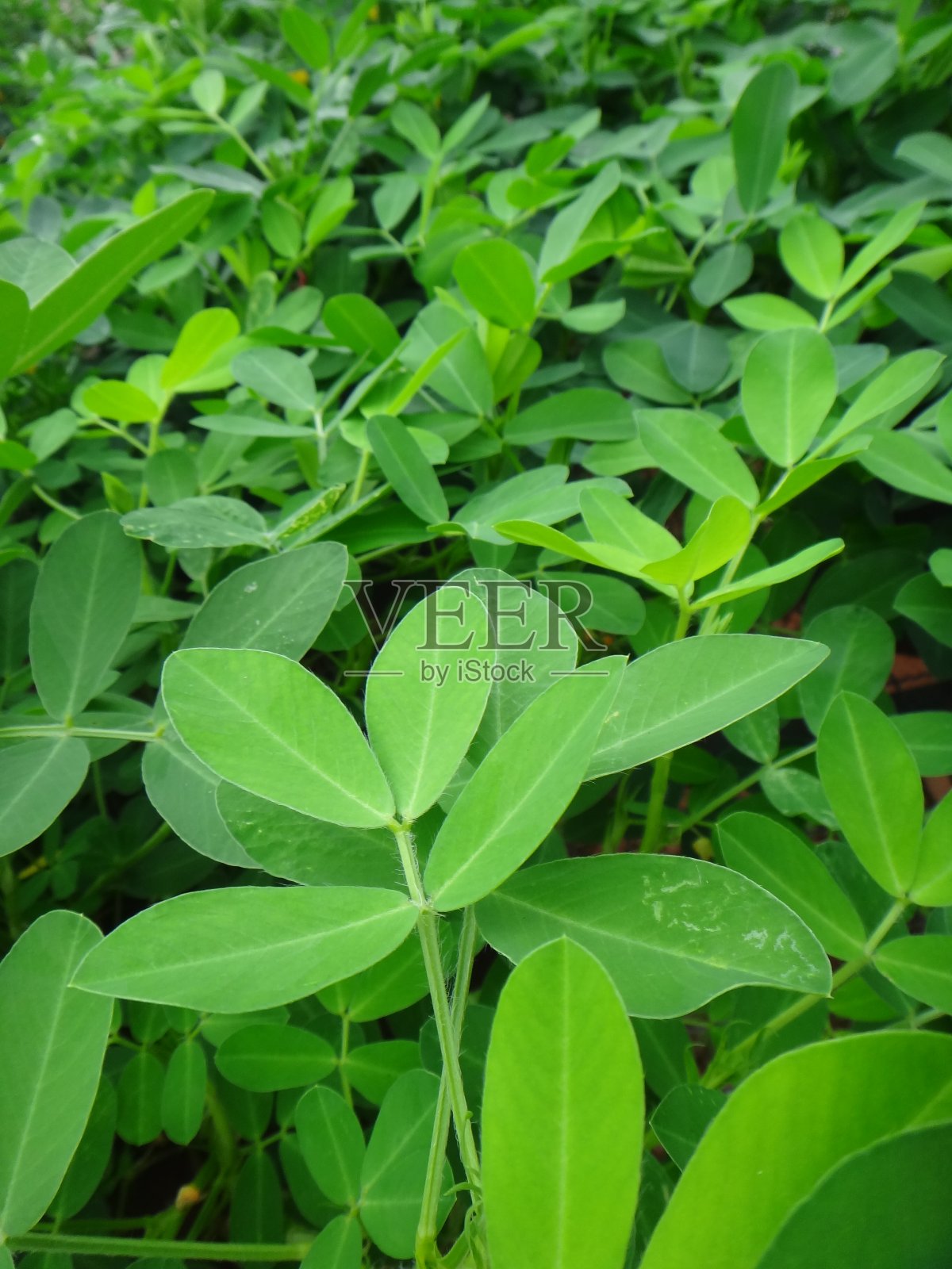 花生片照片摄影图片