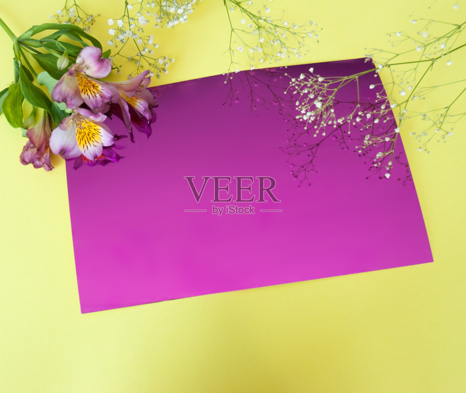 贺卡和鲜花。粉红色背景上有鸢尾花的横幅。照片摄影图片