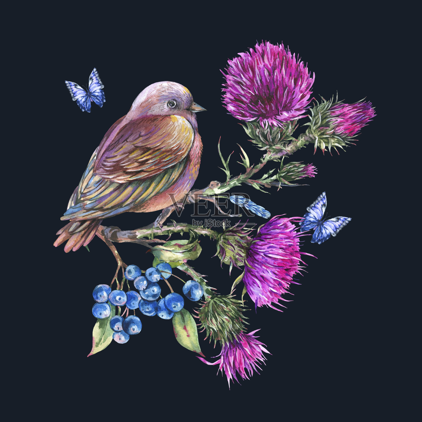 水彩鸟蓟,蓝蝴蝶,浆果,野花插图,草甸草本插画图片素材