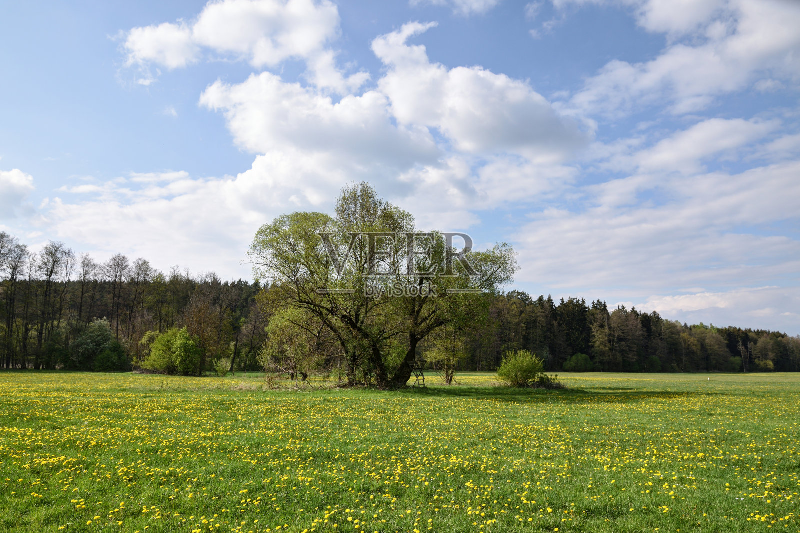 树在春天背光照片摄影图片