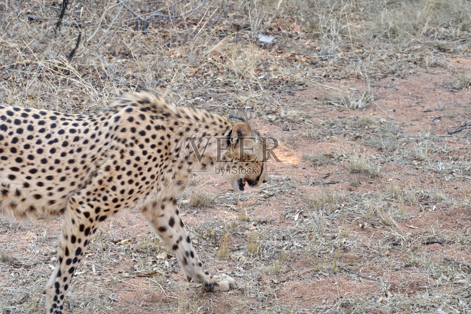 猎豹的特写照片摄影图片