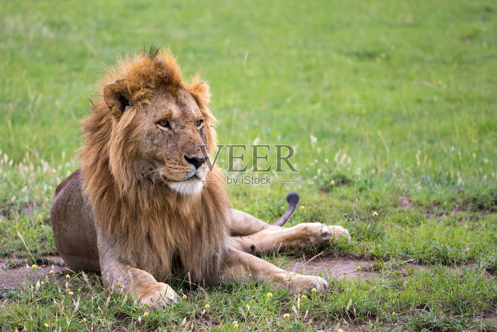 一只大狮子躺在肯尼亚大草原的草地上照片摄影图片