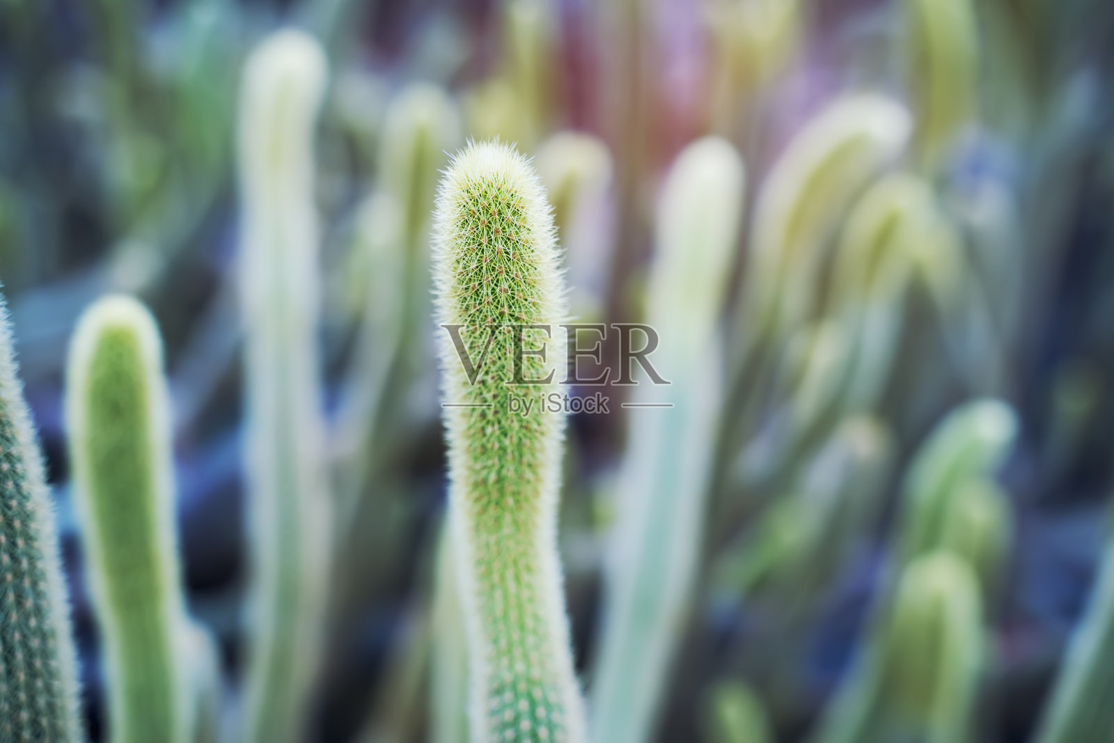 仙人掌的植物照片摄影图片