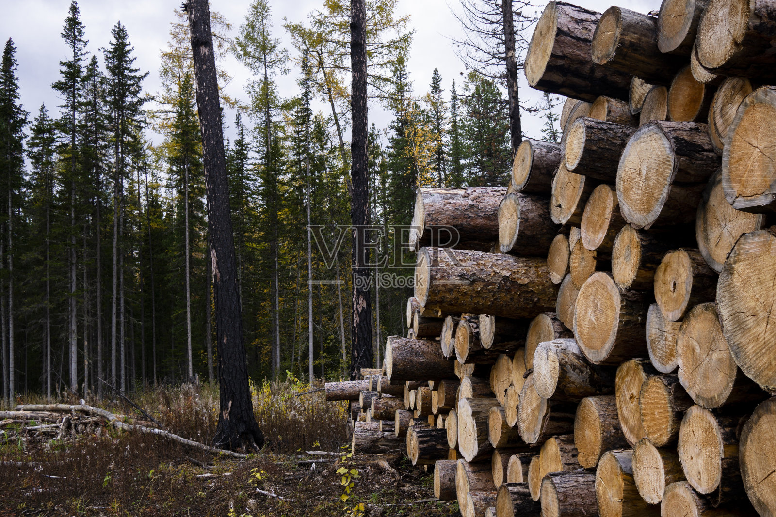 滥砍滥伐环境问题,热带雨林被破坏为油棕榈种植园。树桩和原木表明,过度开发导致森林砍伐,危及环境和可持续性。照片摄影图片
